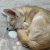 ちゃんみつ