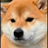 柴野いぬ