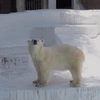 ぴぃちゃん