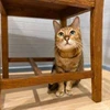 あきぴ
