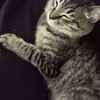 はまお