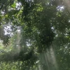 蘭
