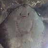 ぽちこ