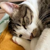 まつねこ