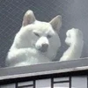 いっぬ