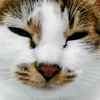 猫のピッピ