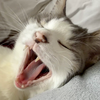 にゃおまん
