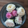 かぷちーの
