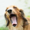 SY
