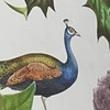 tobasalmon