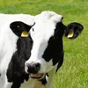 cowcowmarket