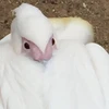 たま