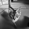 torao