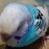 あさりん