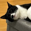 ゴリラ