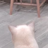きなこ