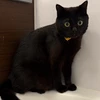ぺん