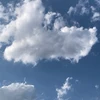 柚子