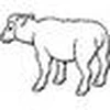 sheep