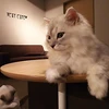 りり