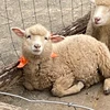 とこ
