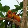 鳥さんの戯れ言
