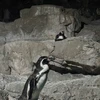 ムンチャクッパス
