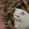 むさし