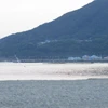 楓
