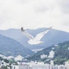 しまうま