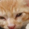neko2neko2