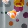 ののの