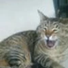 おうどん