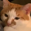 ピィ