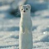 のん