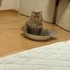 きっと猫