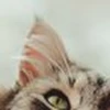 ミミネコ