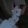 さわこ