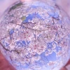 桜season