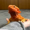 みい