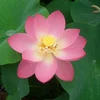 はな