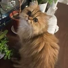 りんりん