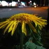 m.n.sunflw