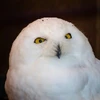 つちのとう