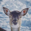 鹿野ミミ