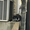 やまだ