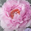 モリ