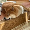 たつや238
