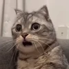 チン助