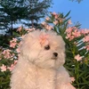 ちゃんせん